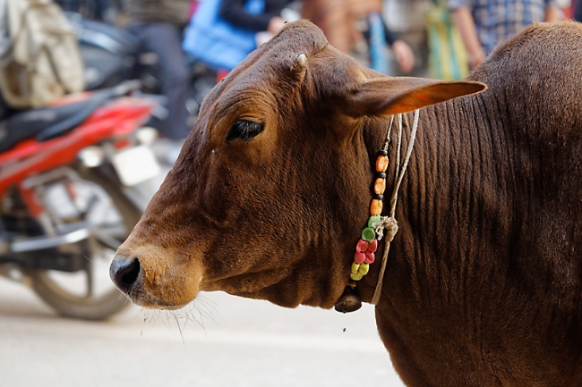 Varanasi-Les ghats-022